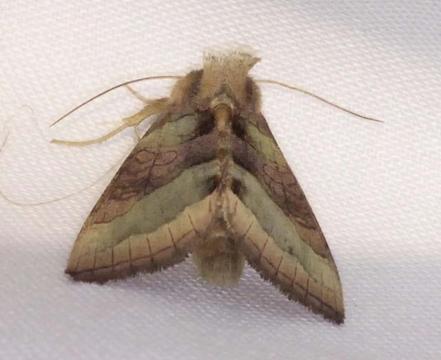 Diachrysia chrysitis/stenochrysis