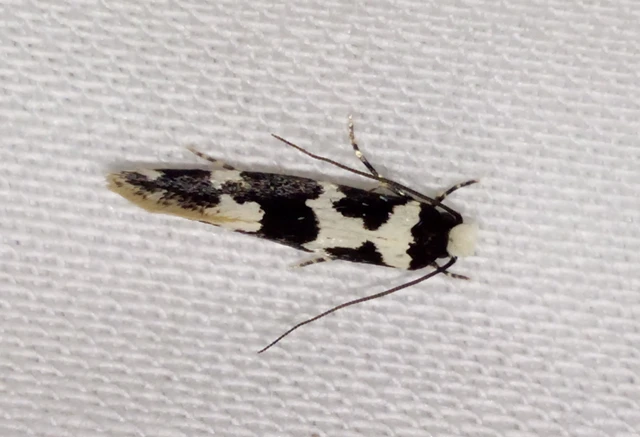 Neurothaumasia ankerella - magyarmoly
