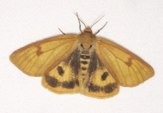 Diacrisia sannio - vörösszélű medvelepke