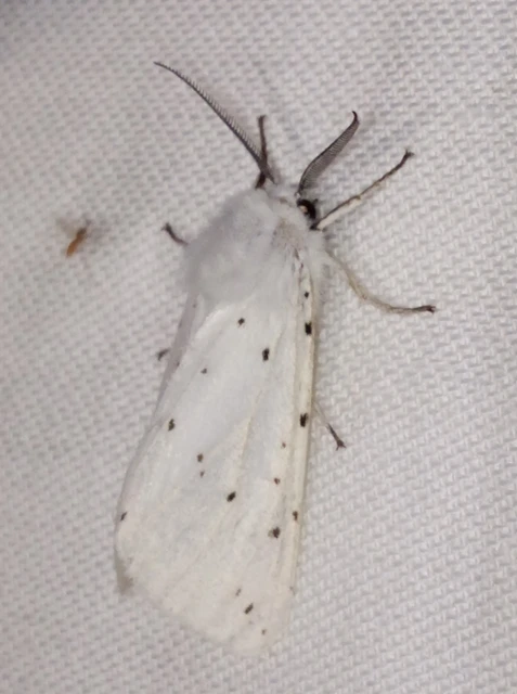 Spilosoma lubricipedum - tejszínű medvelepke