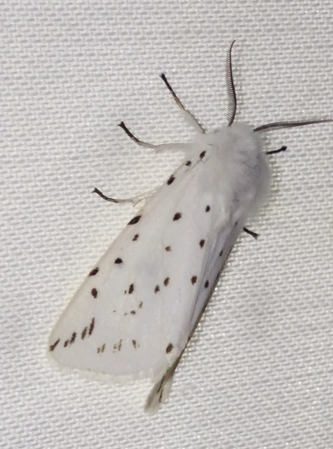 Spilosoma lubricipedum - tejszínű medvelepke