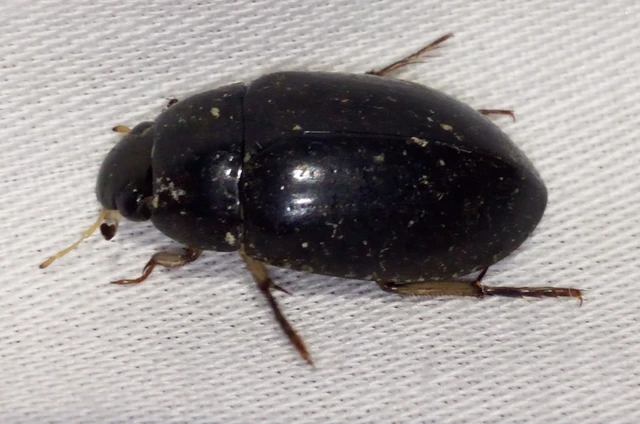 Hydrochara flavipes - sárgalábú csibor