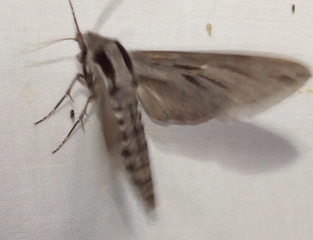 Hyloicus pinastri - fenyőszender