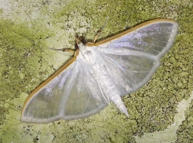 Palpita vitrealis - hófehér tűzmoly