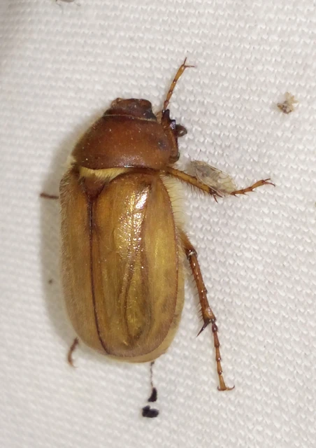 Amphimallon burmeisteri
