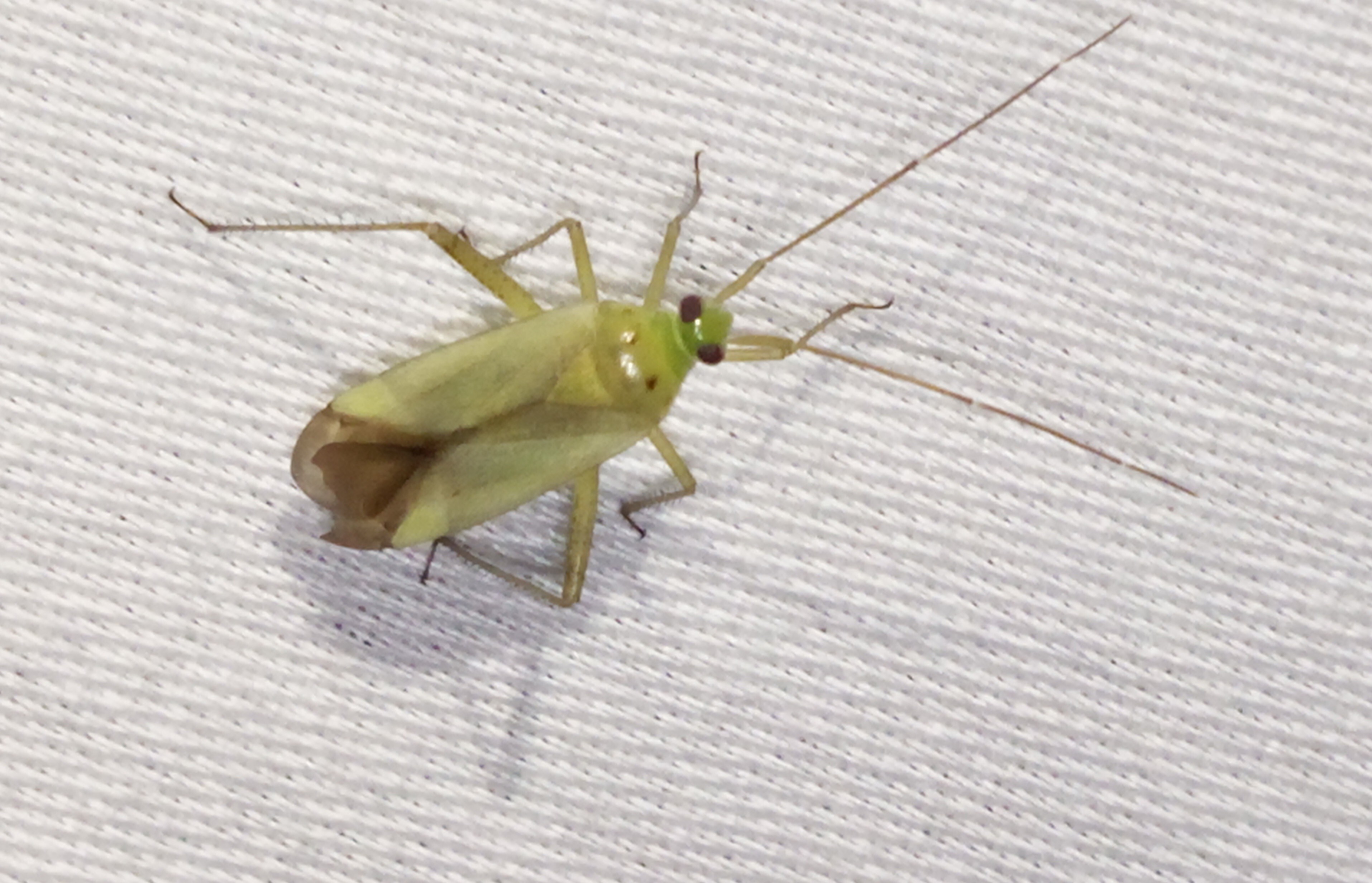 Adelphocoris quadripunctatus