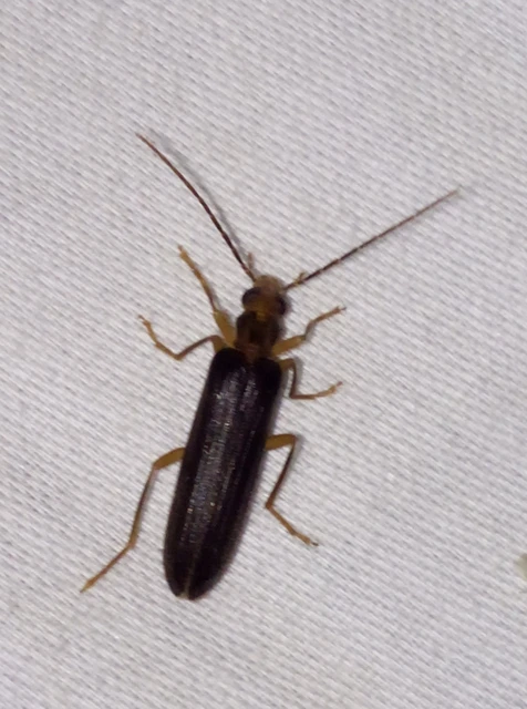 Nacerdes carniolica - karnóliai álcincér