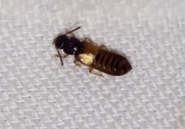 Anotylus Anotylus