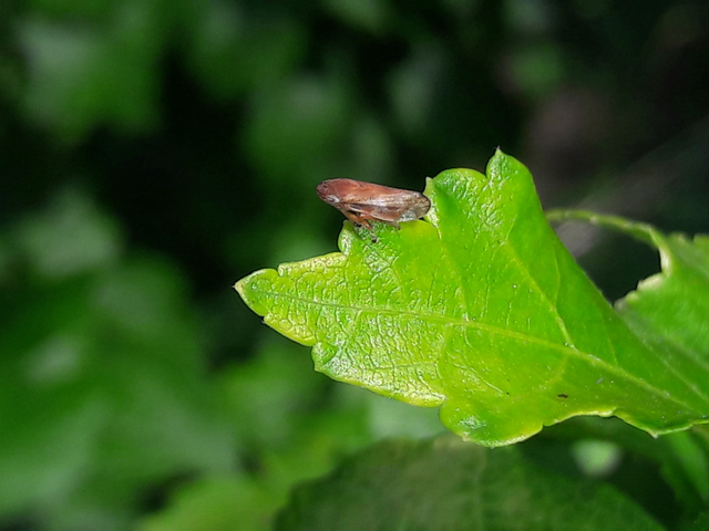 Neophilaenus campestris