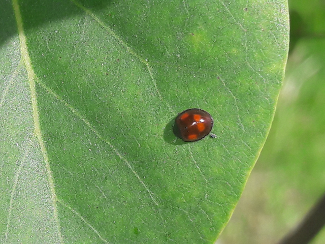 Exochomus quadripustulatus - négyfoltos szerecsenkata