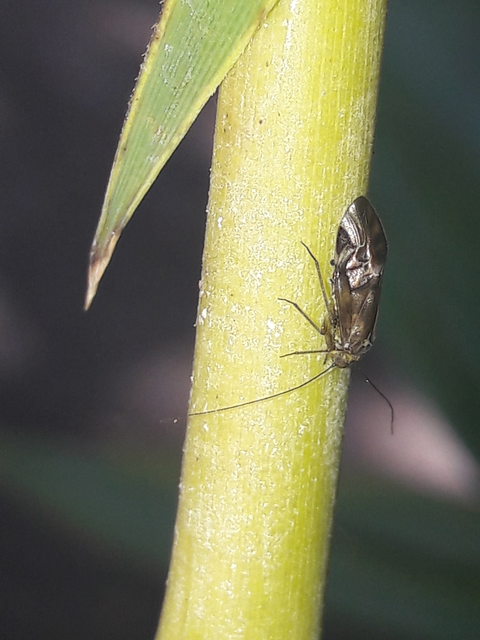 Psocoptera - Fürgetetvek