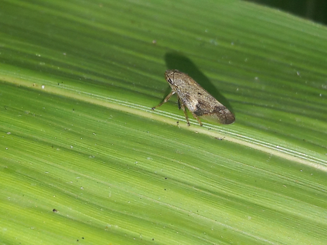 Aphrophora alni