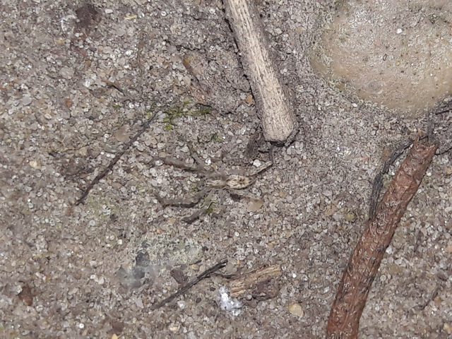 Anyphaena accentuata - jegyespók