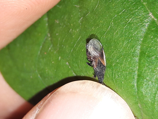 Oxycarenus lavaterae - hársbodobács