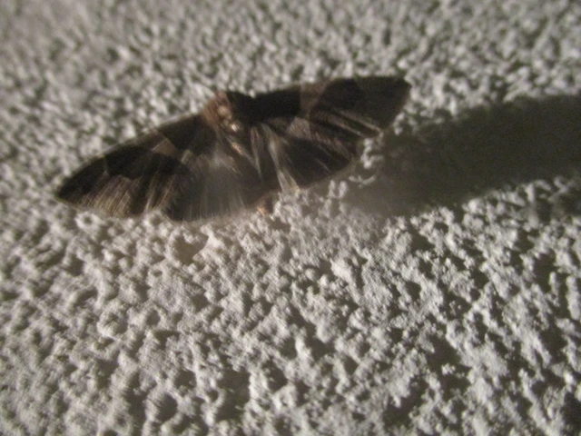 Dysgonia algira - déli porcelánbagoly
