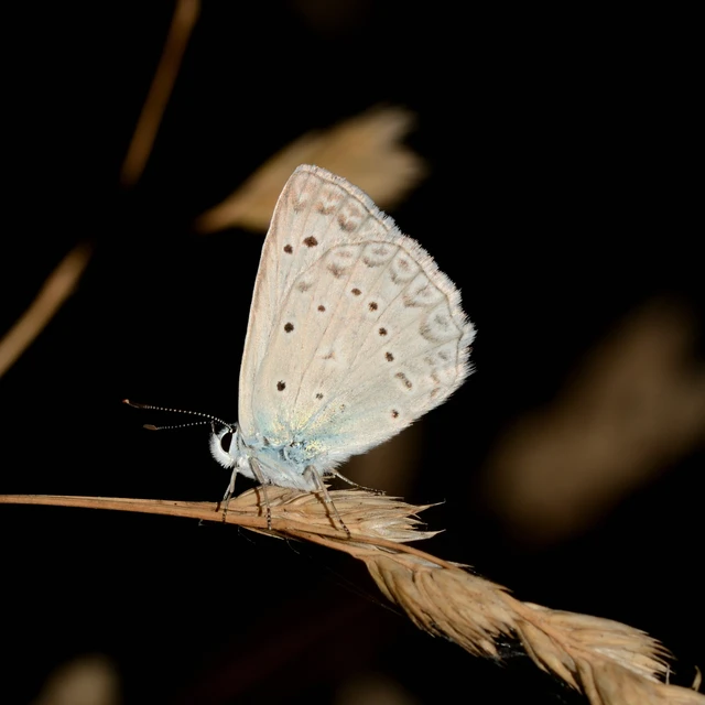 Polyommatus daphnis - csipkés boglárka