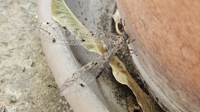 Distoleon tetragrammicus - négyfoltos hangyaleső
