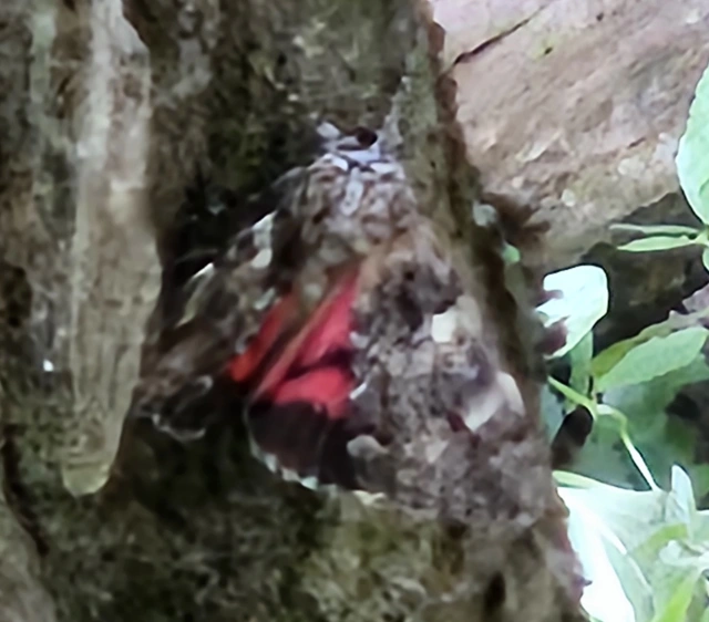 Catocala promissa - kis tölgyfa-övesbagoly