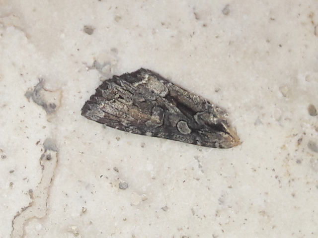 Apamea monoglypha - nagy dudvabagoly