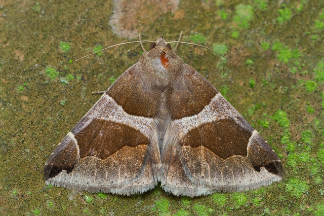 Dysgonia algira - déli porcelánbagoly