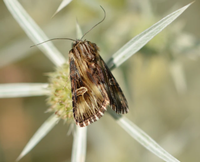 Actinotia radiosa - kis sugarasbagoly
