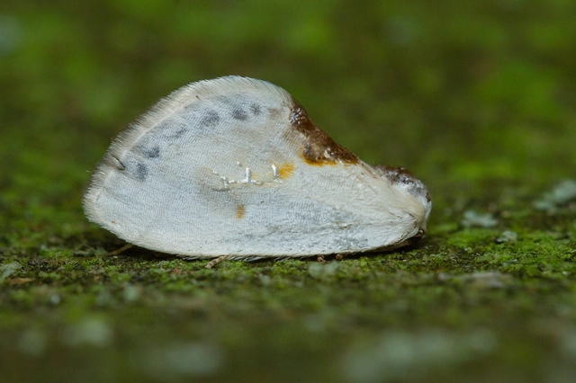 Cilix glaucata - törpe sarlósszövő