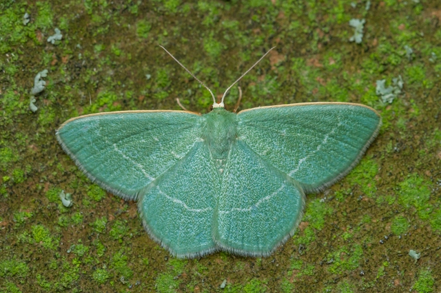 Chlorissa viridata - üdezöld araszoló