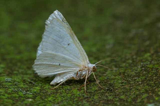 Lomographa temerata - foltos fehéraraszoló