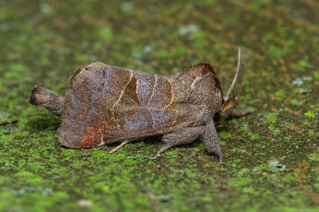 Clostera pigra - apró levélszövő