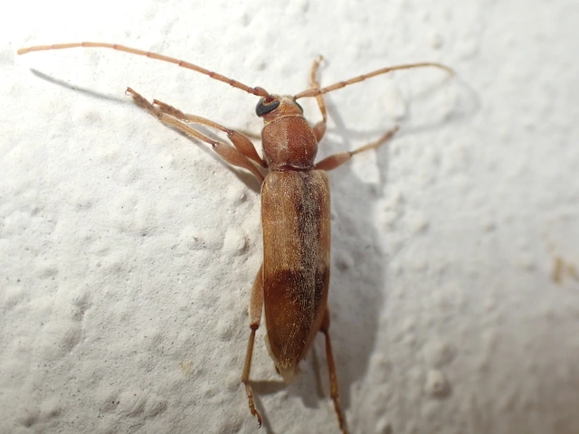 Trichoferus pallidus - sápadt éjicincér