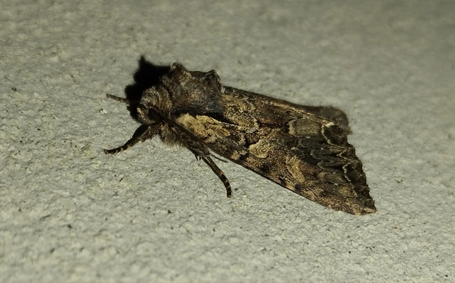 Lacanobia thalassina - borbolya-kertibagoly