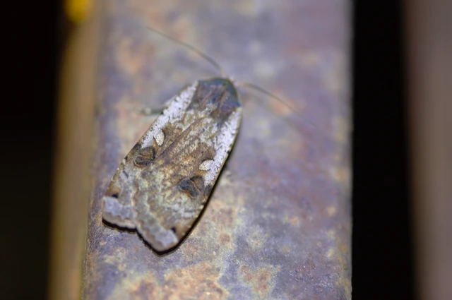 Noctua pronuba - nagy sárgafűbagoly