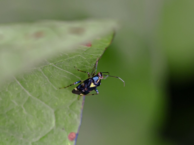 Liocoris tripustulatus - hárompettyes mezeipoloska