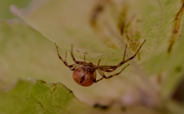 Philodromus