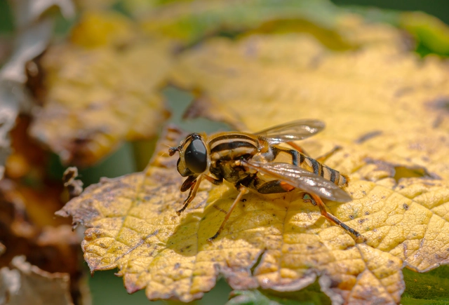 Helophilus