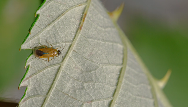 Plagiognathus arbustorum