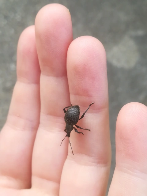 Otiorhynchus multipunctatus - sokpontos gyalogormányos