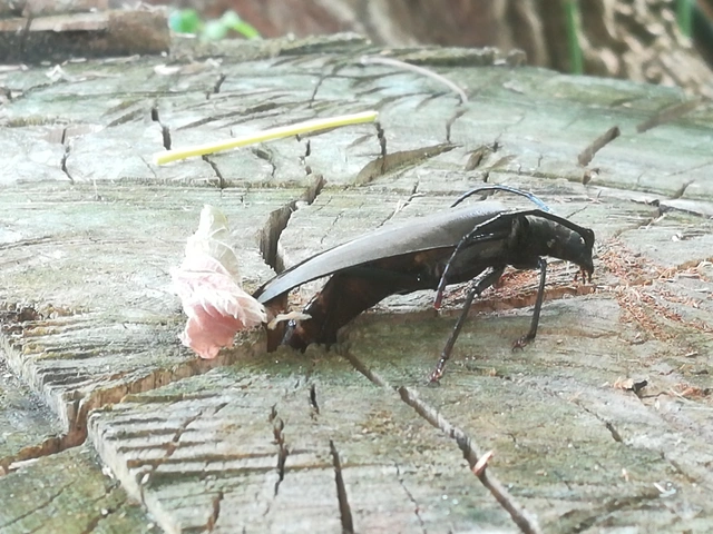 Aegosoma scabricorne - diófacincér