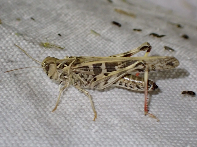 Oedaleus decorus - szalagos sáska