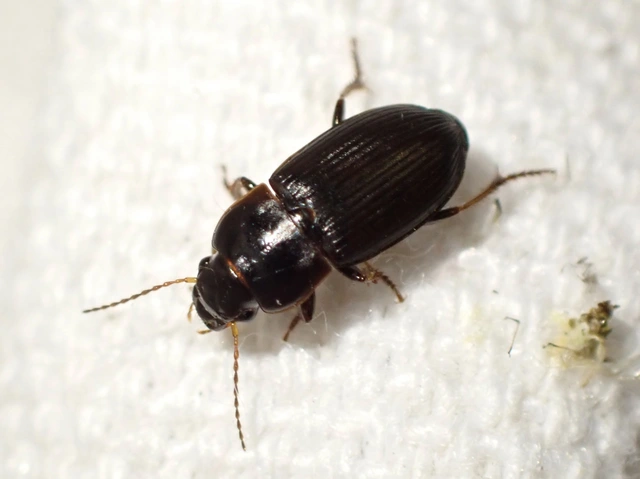 Harpalus subcylindricus - keskeny lomhafutó