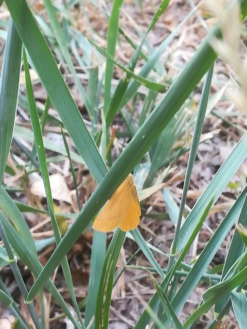 Lythria purpuraria - bíborsávos araszoló