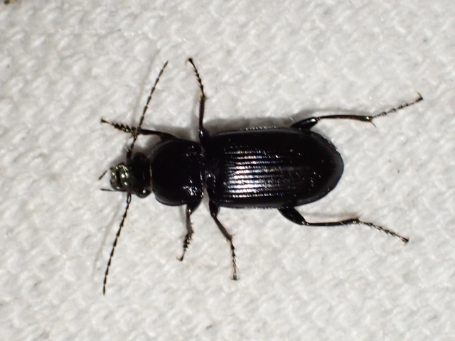 Pterostichus anthracinus - fekete gyászfutó
