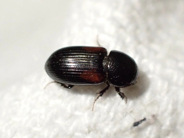 Aphodius varians - változékony trágyabogár