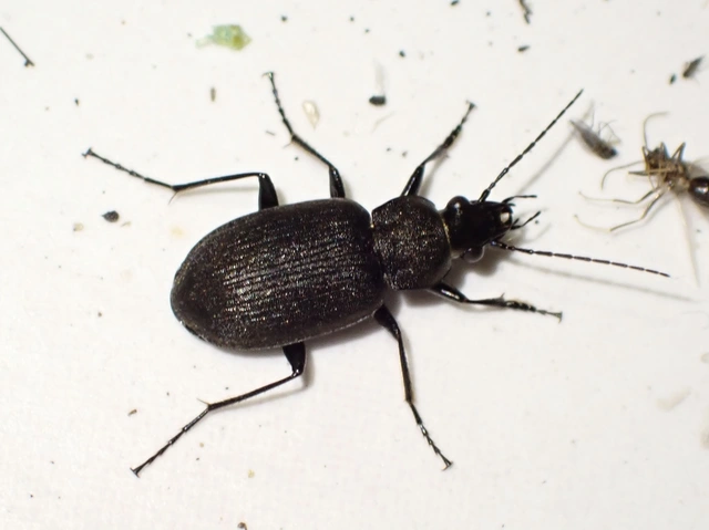 Chlaenius tristis - fekete bűzfutó