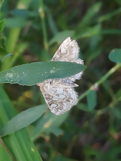 Elophila nymphaeata - tarka vízimoly