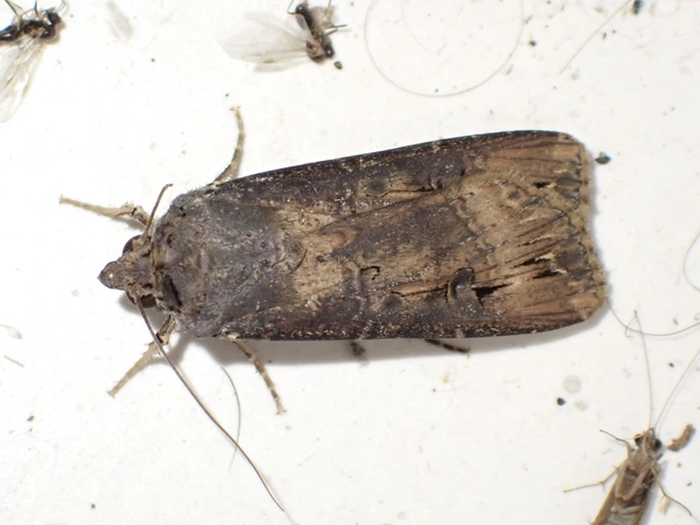 nagy földibagoly - Agrotis ipsilon