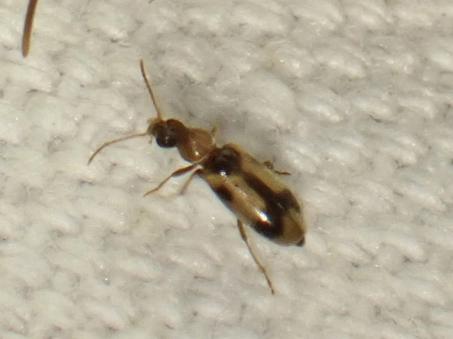Notoxus monoceros - sárgahasú nyakszarvúbogár