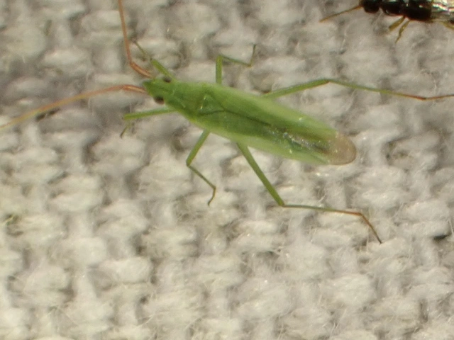Trigonotylus