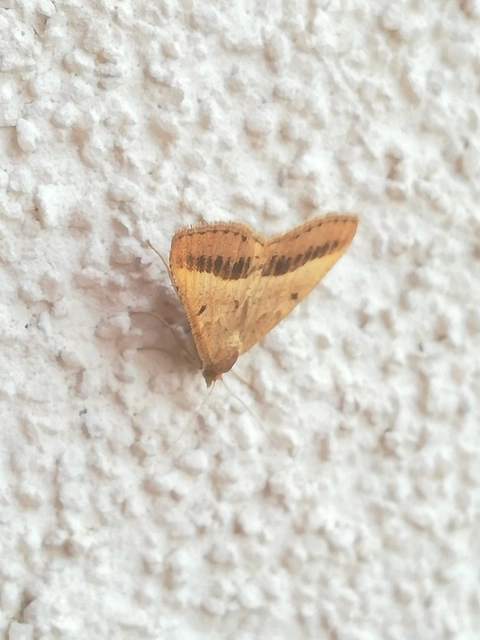 Tephrina arenacearia - lucerna-araszoló