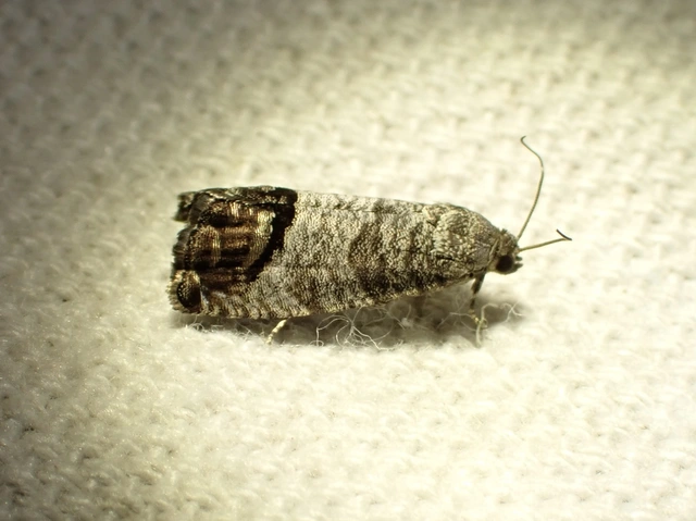 Cydia pomonella - almamoly